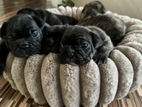 Reinrassige französische Bulldoggen Welpe