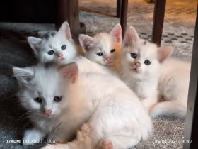 Reinrassige Türkisch Angora Kitten abzugeben