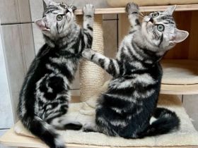 3 zuckersüße Bkh mix Kätzchen 12 Wochen alt suchen einen neuen Platz