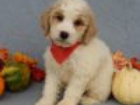 mini poodles seeking for a new home