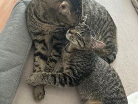 Liebevolle Katzen zum Kuscheln zu verkaufen