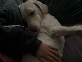 Bella - Hündin 4 Jahre alt