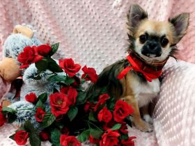 Zwei bezaubernde Brüder suchen ein liebevolles Zuhause! 🐶❤️