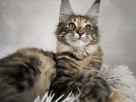 Maine Coon katzen