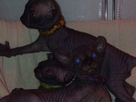 Wunderschöne Sphynx- und Elf Kitten suchen ab der 12. Woche ihr liebevolles Zuhause