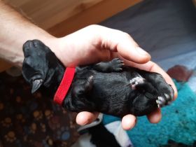 Noch eine Hündin Kleinpudel braun/schwarz abzugeben