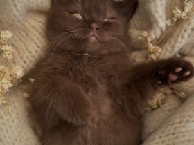 Bkh Bärchen Lilac und choco 🐻❤️