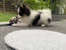 Süße Pomeranian-Hündin sucht liebevolles Zuhause