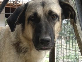 Lenda, geb. ca. 09/2022, lebt in GRIECHENLAND, auf einer privaten Pflegestelle