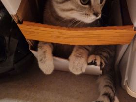 Britisch Kurzhaar Kitten suchen ein neues zu Hause