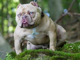 American Bully Micro Exotic Dekreu