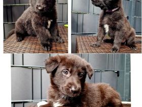 Schwarze Schäferhunde