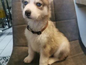 Reinrassige Sibirien Husky Welpen