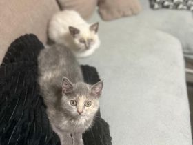 Junge Katzen suchen ein neues zu Hause