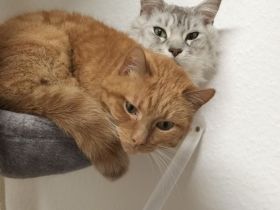 Maine Coon und Europäisch Kurzhaar