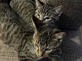 2 Kater mit Zubehör