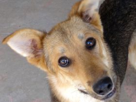 Wolverine, männlicher Husky-Schäferhund-Mix