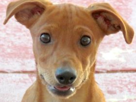 Whimpey, männlicher Terrier-Mix