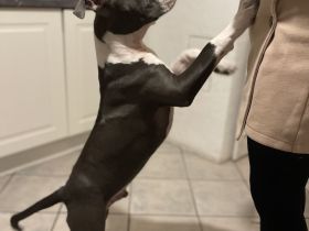 American Staffordshire 6 Monate alt