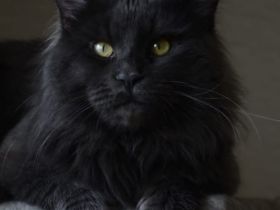 Smirnov der Deckkater