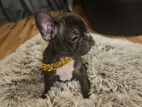 Wunderschöne französische bulldogge welpen