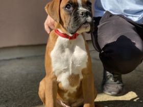 3 MÄNNLICHES BOXERWELPEN