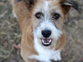 Lizu braucht erfahrene Menschen, die ihr ein Fürimmerzuhause geben