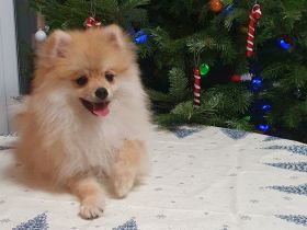 Zwergspitz Welpen abgabebereit