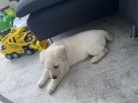 Labrador Welpe  Rüde