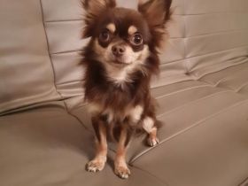 Chihuahua Rüde 11 Monate alt sucht ein neues Zuhause