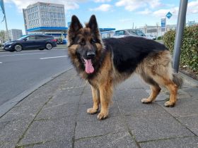 Deckrüde reinrassiger Schäferhund