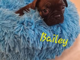 Französiche Bulldoggen