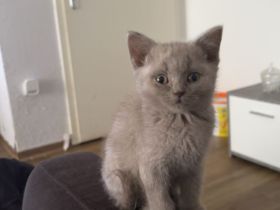 Verspielter bkh Kater