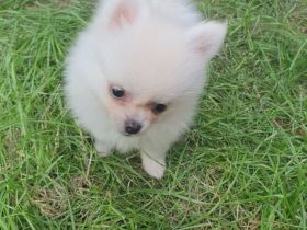 Zwergspitz welpe Abgabe bereit