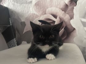 Katzenkitten bkh Mischung