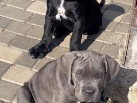 Reinrassige Cane Corso Welpen