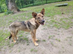 Bailey sucht seine Für-Immer-Familie