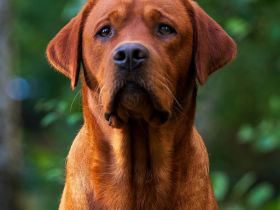 Labrador Deckrüde FCI in Foxred/ Gelb