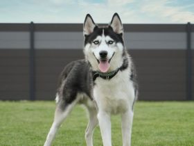 Siberian Husky Rüde als Deckhund