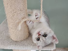 Süße BKH Kitten suchen ein liebevolles Zuhause