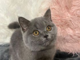 Verspielte BKH Kitten reinrassig