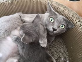 Korat-Kätzchen, männlich