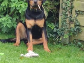 8 Monate alte traumhafte Rottweiler Hündin