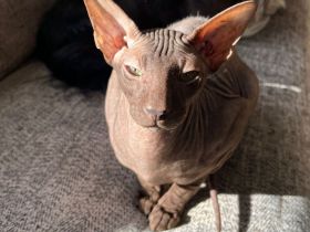 Nackt Kater sucht bestes Zuhause dringend 💖