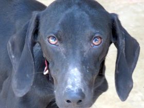 Sheara, weiblicher Mischling