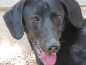 Sam 5, männlicher Mischling