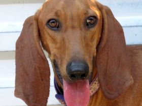 Petras, männlicher Seguggio-Mix