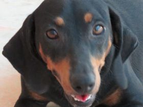 Clementine, weiblicher Hound-Mix