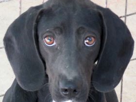 Franco, männlicher Mischling