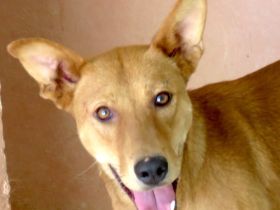 Finn 3, männlicher Basenji-Mischling